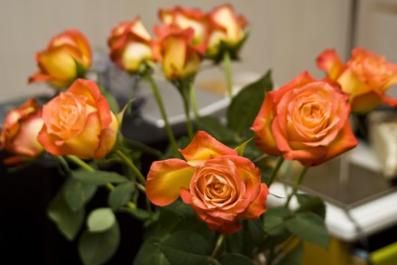 _MG_7084 _MG_7084